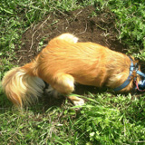 Hund Zwetschke beim Graben